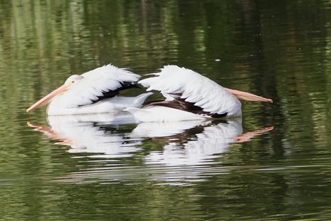 ​Two Pelicans and Their Reflections Back to Back