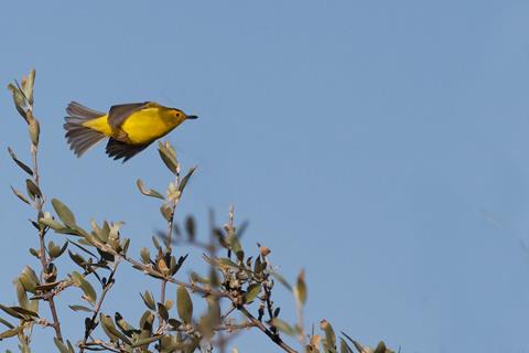 A Wilson's Warbler -- Not a Flying Fish