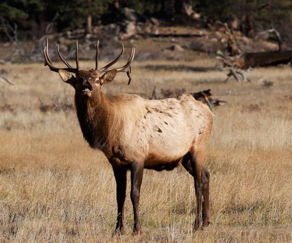 ​The Bull Elk Makes a Flehmen Response