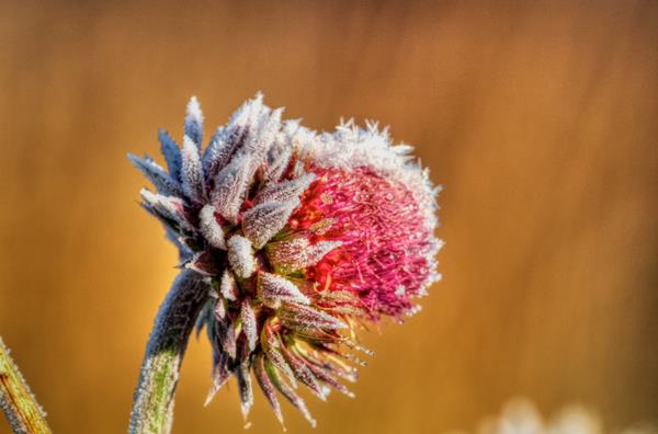 ​A Thistle