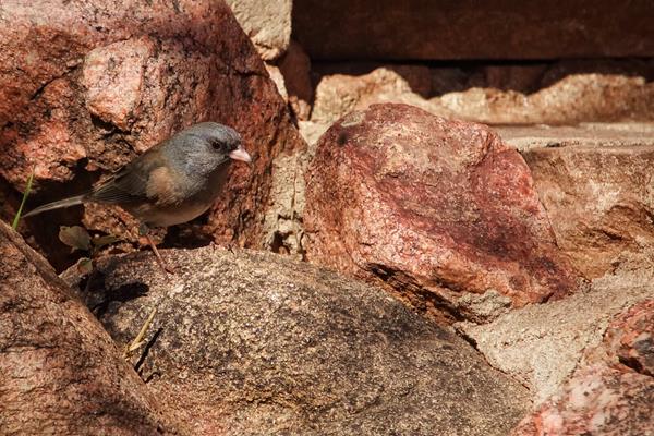 The Colors of an Oregon-form Dark Eyed Junco Match Those of the Rocks
