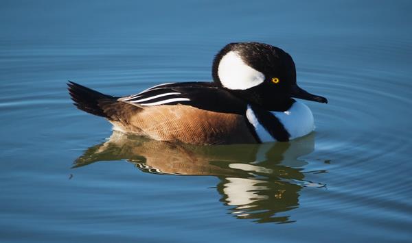 ​A Male Hooded Merganser May Be Small, But We Can't Miss Seeing Him