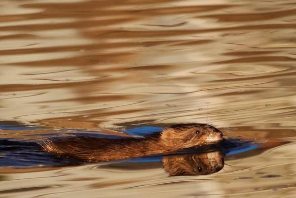 A Muskrat Swims at the End of a Great Day