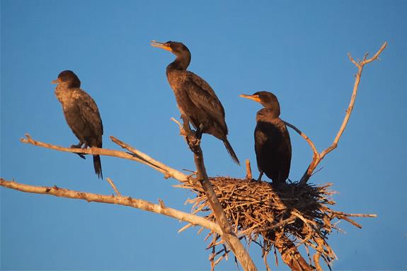 Three Double-crested Cormorants Welcome the Sun