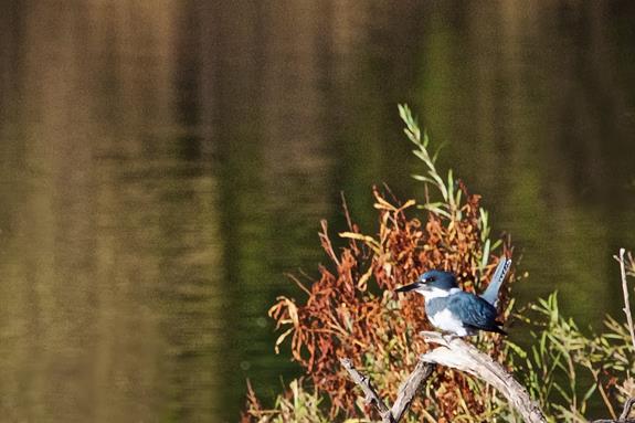 A Belted Kingfisher Before Going to Work