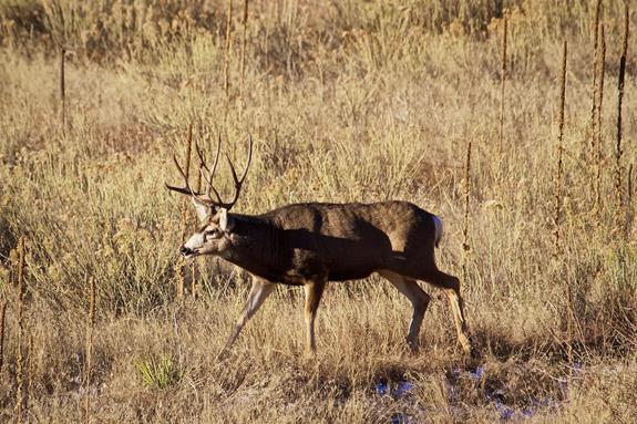 ​This Mule Deer Buck Has a Large Rack