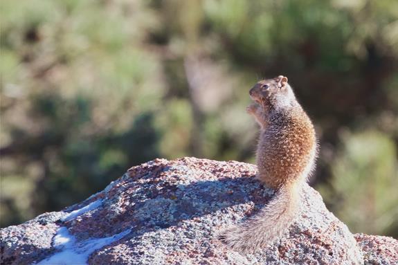 A Rock Squirrel Stands on its Rock