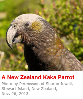 A New Zealand Kaka Parrot