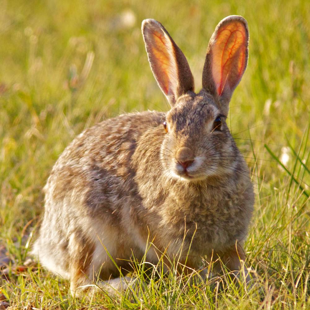 Collection 105+ Pictures Photos Of Rabbits In The Wild Full HD, 2k, 4k